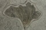 Pyrite Replaced Crinoid (Seirocrinus) Plate - Holzmaden, Germany #165880-3